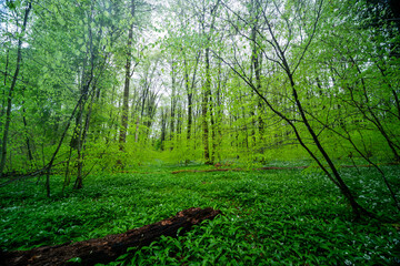 Fototapeta premium Frühlingswald in den Rheinauen in der Pfalz mit Bärlauch, frischem Grün und Sonnenaufgang am Morgen