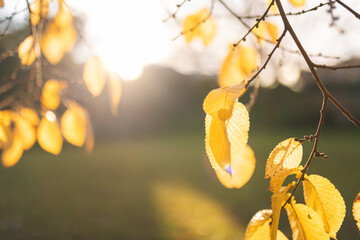 Golden autumn leaves illuminated by warm winter sunlight