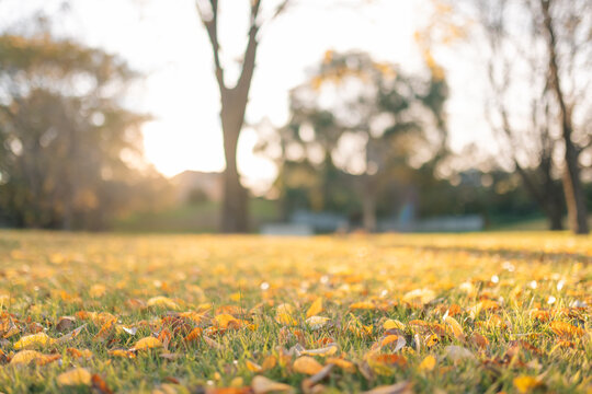 Golden leaves strewn across the grass at the park in Autumn