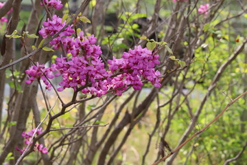 日本の春の野山に咲くピンク色のハナズオウの花