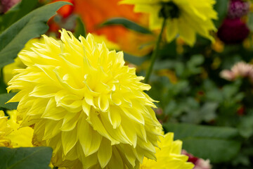 Obraz premium Beautiful yellow garden dahlias in bloom. Vintage filmlike effects