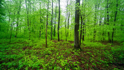 Frühlingswald in den Rheinauen in der Pfalz mit Bärlauch, frischem Grün und Sonnenaufgang am Morgen