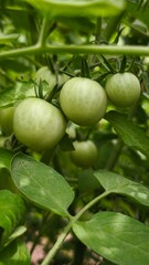small green tomatoes with big leaves on the bush in the garden