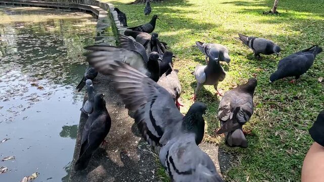 A flock of pigeons in a feeding frenzy and fighting over food beside a pond in a park, urban wildlife