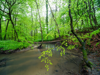 Frühlingswald in den Rheinauen in der Pfalz mit Bärlauch, frischem Grün und Sonnenaufgang am Morgen