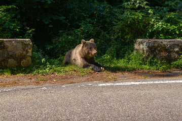 series of photos wild brown bear eating bread near the highway