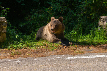 series of photos wild brown bear eating bread near the highway