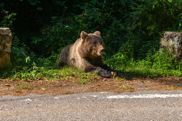 series of photos wild brown bear eating bread near the highway