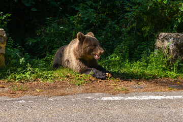 series of photos wild brown bear eating bread near the highway