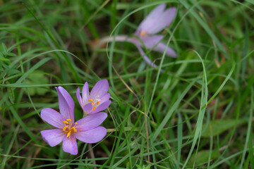 Colchique dans le pré annonce la fin de l'été
