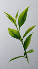 Green tea plant branch with fresh leaves on white background, botanical illustration of camellia sinensis, natural herb sprig with pointed foliage, organic tea leaf stem
