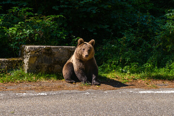 series of photos of a brown bear in the wild near a highway