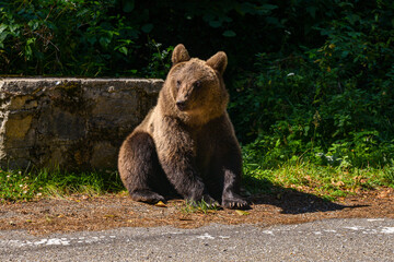 series of photos of a brown bear in the wild near a highway