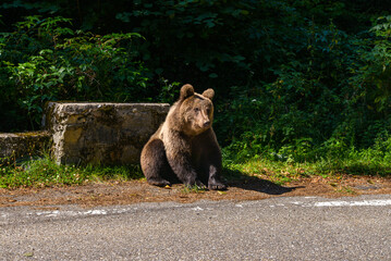 series of photos of a brown bear in the wild near a highway