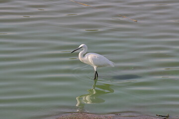 Little egret in the lake,Israel,bird on the water