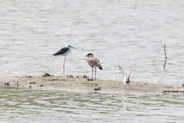 Black-winged stilt, Himantopus himantopus