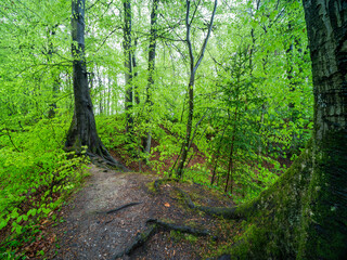 Fototapeta premium Frühlingswald in den Rheinauen in der Pfalz mit Bärlauch, frischem Grün und Sonnenaufgang am Morgen