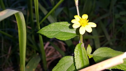 Yellow flower shot in the mountain. World Wildlife Conservation Day on December 4th. 
