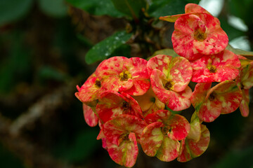 Euphorbia milii or Crown of Thorns, is an ornamental plant with fresh, blooming red flowers that has green leaves and thorn