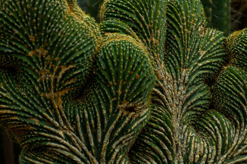 A prime example of a rare crested saguaro cactus, with adjacent normal-growth saguaros