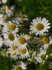 beautiful macro cammomile flowers growing in the summer garden among the green leaves and grass