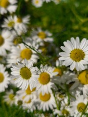 beautiful macro cammomile flowers growing in the summer garden among the green leaves and grass