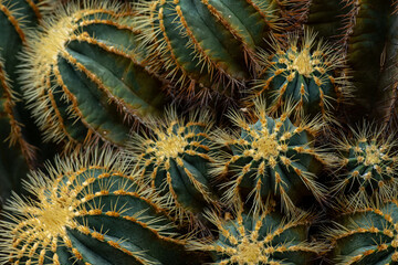 Dense of Ferocactus or Barrel Cactus cacti spiky ribbed barrel spherical shape large spines and...
