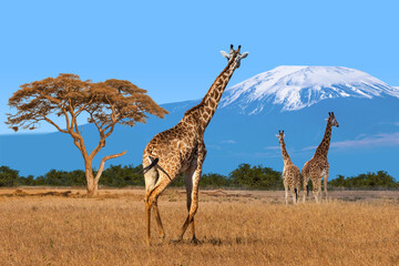 Wildlife and nature. Giraffes walking across African savanna with acacia tree and snow-capped Mount Kilimanjaro in background. Natural habitat and safari landscape.
