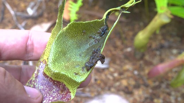 Carnivorous plants. Monkey-cup (Nepenthes gracilis), rainforests of north-western of island of Borneo. Capsule contents - dead digested insects, but maggots, wigglers are alive in enzyme (symbiosis)