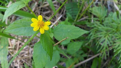 wollastonia biflora, Beautiful yellow color flower wallpaper. Cool background. Shot in a tropical rainforest. World Nature Conservation Day on July 28th.  yellow flower on green background