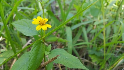 Melanthera biflora, Beautiful yellow color flower wallpaper. Cool background. Shot in a tropical rainforest. World Wildlife Conservation Day on December 4th.  yellow flower on green background