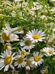 beautiful macro cammomile flowers growing in the summer garden among the green leaves and grass