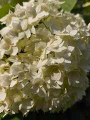 beautiful white flowers in the sunny garden