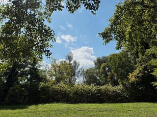 Fototapeta premium Forest clearing.