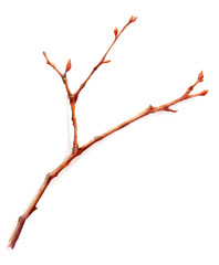 Fototapeta premium Watercolor a bare tree branch with small buds isolated on transparent background