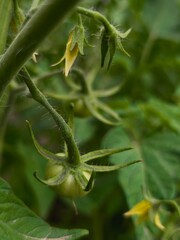 small green tomatoes with big leaves on the bush in the garden