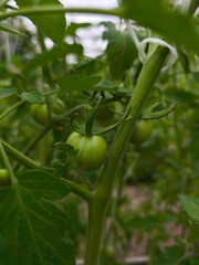 small green tomatoes with big leaves on the bush in the garden