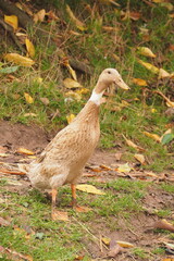 Kaczka z długą szyją na tle trawy z liśćmi