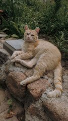 funny fat ginger cat portrait in the garden
