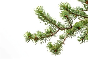 Obraz premium Tree pine backgrounds plant.