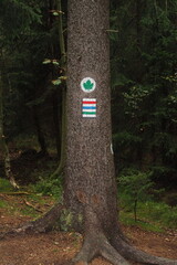 Oznaczenie szlaku turystycznego na drzewie w lesie