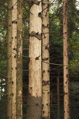 Sosny bez kory w lesie