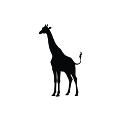 Standing Giraffe Three Quarter View Silhouette