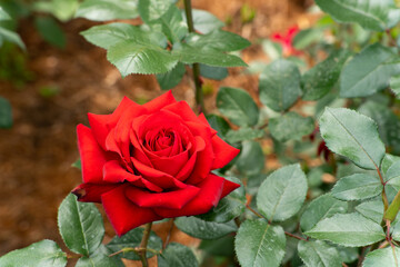 Bloom red rose with green leave in the garden