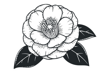 Detailed Black and White Drawing of a Camellia Flower with Leaves on Transparent Background. Vector hand drawn illustration