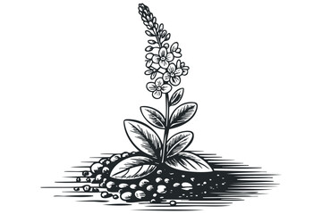 Pencil drawing of a flowering plant with leaves in the ground. Vector hand drawn illustration