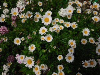 beautiful macro cammomile flowers growing in the summer garden among the green leaves and grass