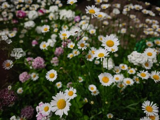 beautiful macro cammomile flowers growing in the summer garden among the green leaves and grass