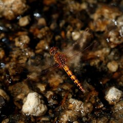 A vibrant dragonfly with intricate wings is perched near a rocky water surface, capturing serene nature moments, ideal for designs focused on wildlife, tranquility, or environmental themes,