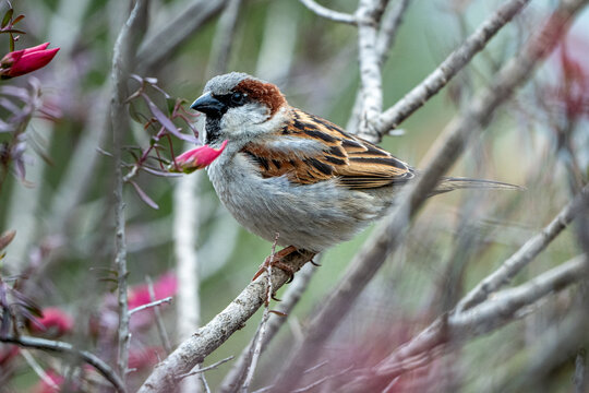 House sparrow perched among jasmine branches